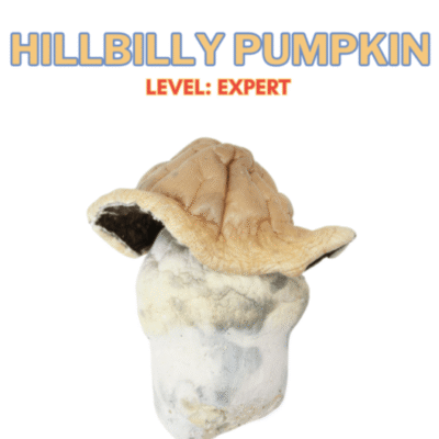 Buy Hillbilly Magic Mushrooms